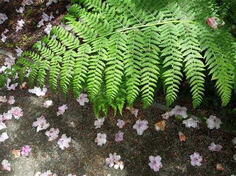 Fern and petals. Things To Know About Fern and petals. 